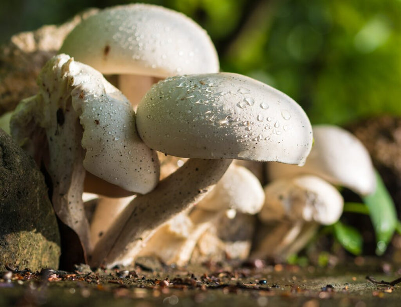 Comment cultiver des champignons toute l'année à la maison