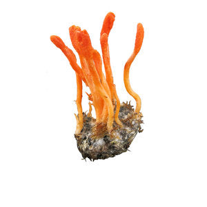 Extrait de Cordyceps