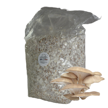 Mycelium on grain
